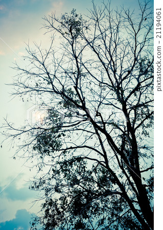 A silhouette tree with sky background A silhouette tree with sky background 21194061