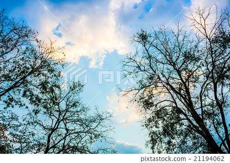 A silhouette tree with sky background A silhouette tree with sky background 21194062