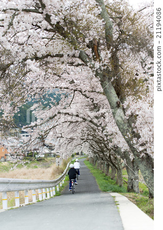 在奈良縣的水分櫻桃樹(Mikakuri Sakura)Uda市奈良縣市場 在奈良縣的水分櫻桃樹(Mikakuri Sakura)Uda市奈良縣市場 21194086