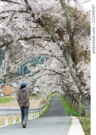 在奈良縣的水分櫻桃樹(Mikakuri Sakura)Uda市奈良縣市場 在奈良縣的水分櫻桃樹(Mikakuri Sakura)Uda市奈良縣市場 21194087