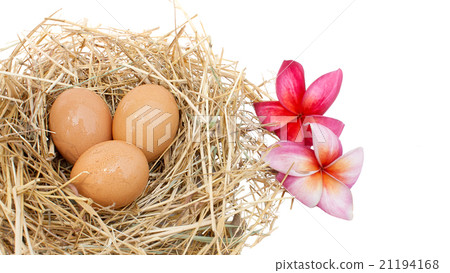 Organic egg in nest on white background Organic egg in nest on white background 21194168