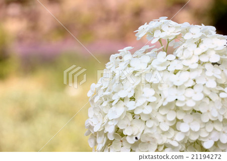 安娜貝爾 21194272