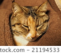 一隻貓 21194533