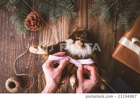 Tying violet ribbon on a monkey  toy horizontal 21194867