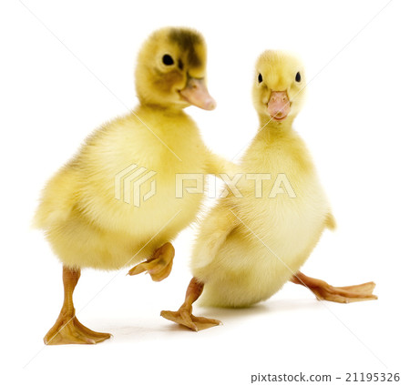 drunk ducklings 21195326