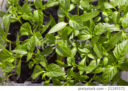 Seedlings on the vegetable tray. Seedlings on the vegetable tray. 21195572