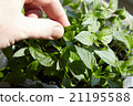 Seedlings on the vegetable tray. 21195588
