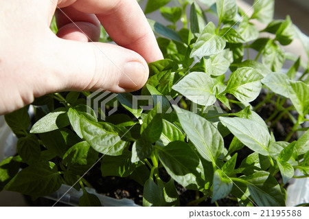 Seedlings on the vegetable tray. Seedlings on the vegetable tray. 21195588