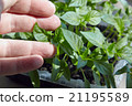 Seedlings on the vegetable tray. 21195589