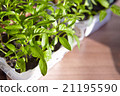 Seedlings on the vegetable tray. 21195590