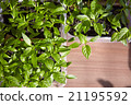 Seedlings on the vegetable tray. 21195592