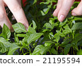 Seedlings on the vegetable tray. 21195594