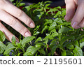 Seedlings on the vegetable tray. 21195601