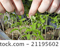 Seedlings on the vegetable tray. 21195602