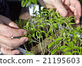 Seedlings on the vegetable tray. 21195603