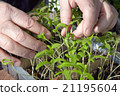 Seedlings on the vegetable tray. 21195604