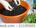 Seedlings on the vegetable tray. 21195605