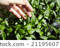 Seedlings on the vegetable tray. 21195607