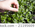 Seedlings on the vegetable tray. 21195609