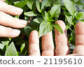 Seedlings on the vegetable tray. 21195610