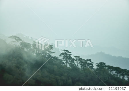 forest forest 21195987