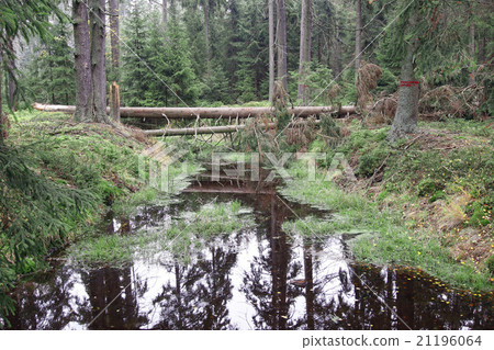 Forests in peat bogs Kladska Forests in peat bogs Kladska 21196064