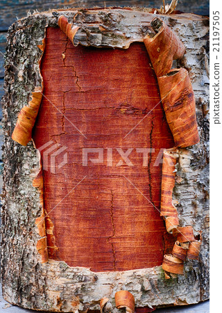 closeup of the bark a birch tree 21197505