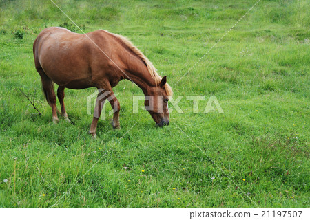 horse eating grass on a green meadow 21197507