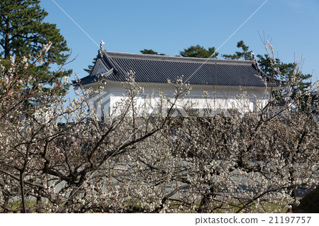 Copper gates (Akagane Mon) and White plum, Spring Odawara Castle, Kanagawa Prefecture 21197757