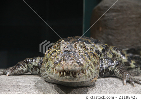 Kuchihiro Caiman 21198425
