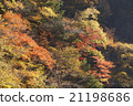 Nakazu峽谷在秋天 21198686