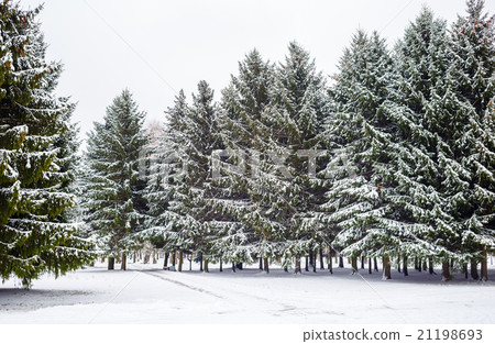 Fir trees and snow 21198693