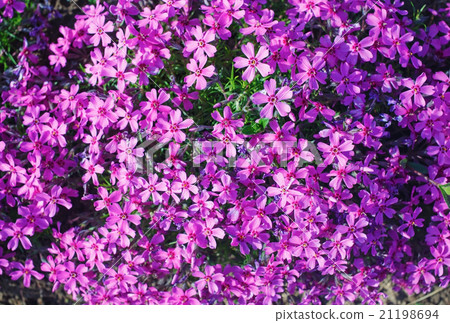 Phlox subulata flowers 21198694