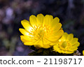 Adonis ramosa 21198717