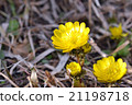 Adonis ramosa 21198718
