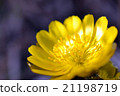 Adonis ramosa 21198719