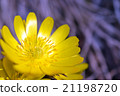 Adonis ramosa 21198720