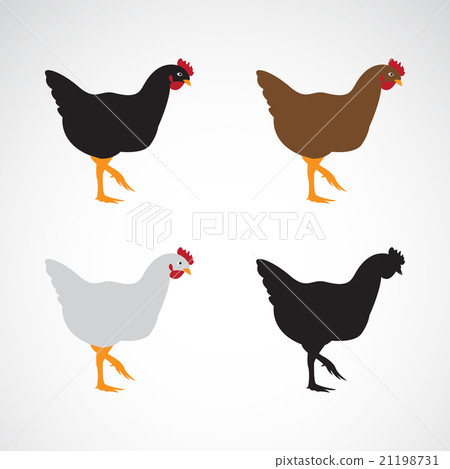 Vector image of an chicken design Vector image of an chicken design 21198731