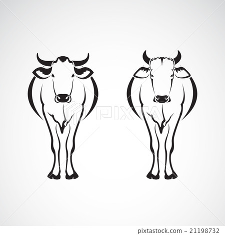 Vector image of an two cows on a white background 21198732