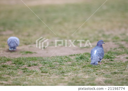 Pigeons 21198774