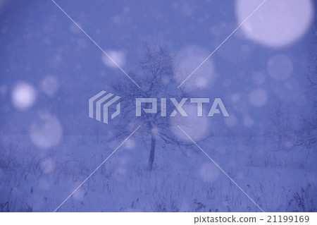 snow          21199169