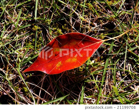 Autumn leaves fall Autumn leaves fall 21199708