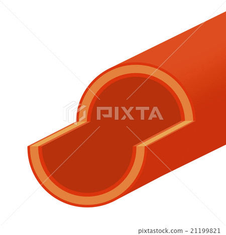 Cross section of blood vessel 21199821
