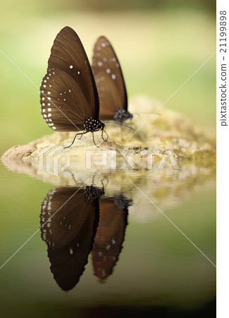 Common Indian Crow butterfly (Euploea core Lucus) 21199898