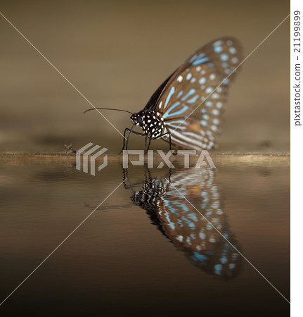 Dark Blue Tiger (Tirumala septentrionis)  21199899