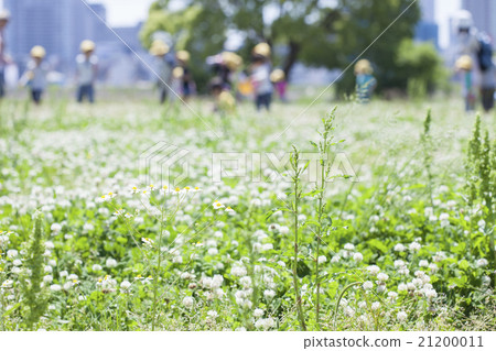 Clover field and children 21200011