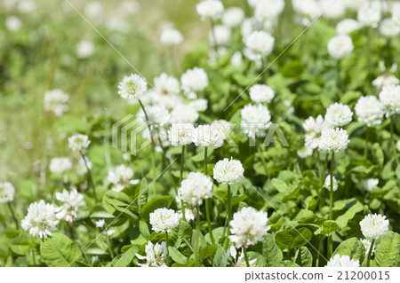 白爪草 照片素材 圖片 圖庫