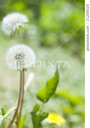 Dandelion's fluff Dandelion's fluff 21200020