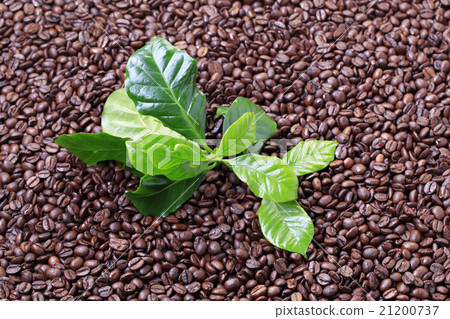 Coffee beans 21200737