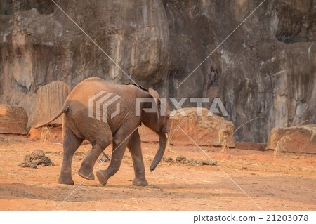 African Elephant (Loxodonta africana) 21203078